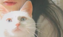 猫脸女孩爆料视频大全下载,揭秘网络红人神秘面纱